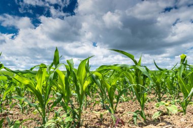 Bulgaristan 'ın doğusunda yazın yeşil mısır tarlası