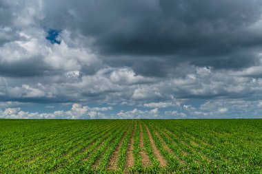 Bulgaristan 'ın doğusunda yazın yeşil mısır tarlası