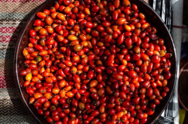 Çay için yaban gülü ve kalça otu topluyorum.