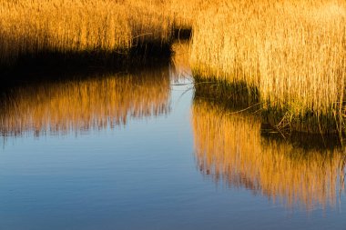 Sazlık ve su kanalı. Stanpit Marsh, Christchurch, Dorset, İngiltere