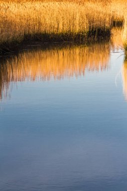 Sazlık ve su kanalı. Stanpit Marsh, Christchurch, Dorset, İngiltere