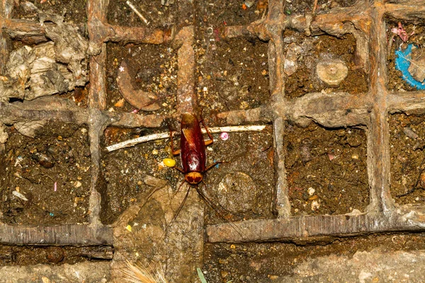 Büyük Amerikan Hamamböceği Veya Periplaneta Americana Bangkok Kirli Katta — Stok fotoğraf