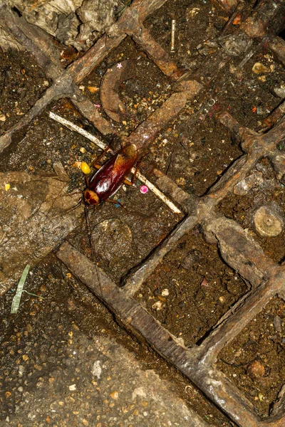 Büyük Amerikan Hamamböceği Veya Periplaneta Americana Bangkok Kirli Katta — Stok fotoğraf