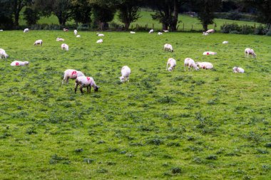 Üzerlerinde yeşil alana damgalı P harfi ile koyun.