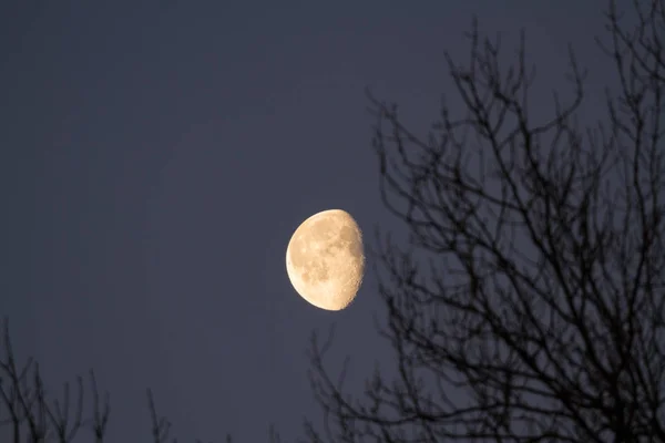 Луна Сумерки Ранним Утром Ветви Деревьев Переднем Плане — стоковое фото
