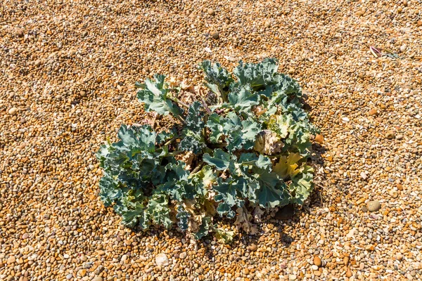 Zee Boerenkool Crambe Maritima Groeien Een Kiezelstrand — Stockfoto