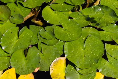 Zambak yastıkları, ya da nilüferler ya da Nilüfergiller su