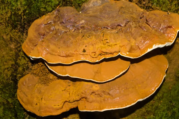 Μύκητας Ganoderma Applanatum βραχίονα — Φωτογραφία Αρχείου