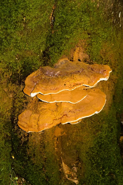 Ganoderma Applanatum Bracket Fungo — Fotografia de Stock