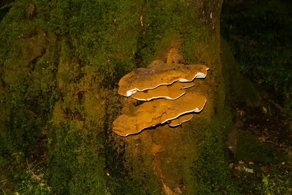 Grzyb Ganoderma huba wspornik — Zdjęcie stockowe