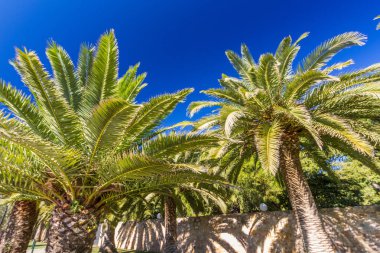 İki palmiye ağaçları, derin mavi gökyüzüne karşı