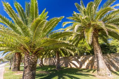 İki palmiye ağaçları, derin mavi gökyüzü ve duvara karşı