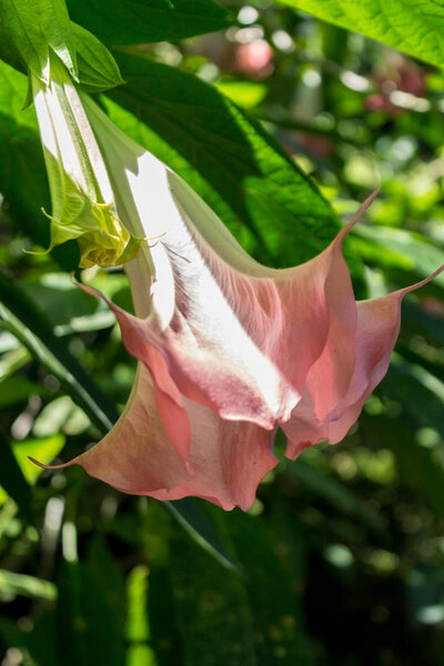 Angel's Trumpet Flower