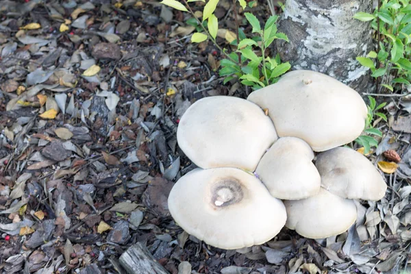 Forest Mushrooms — Stock Photo, Image