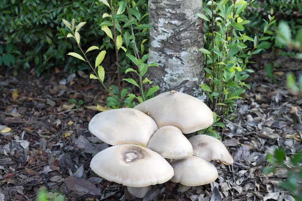 Forest Mushrooms — Stock Photo, Image