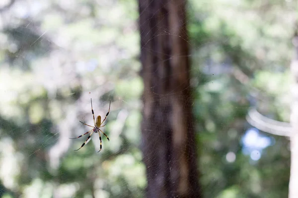 Goldkugelspinne Netz Wald Gefunden — Stockfoto