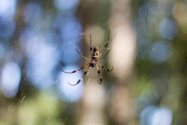 Unterseite einer goldenen Kugelspinne — Stockfoto