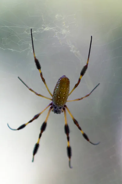 Altın Küre örümcek — Stok fotoğraf