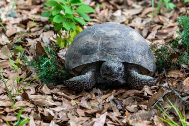 Gopher Kaplumbağa Gezgini öngörünümü