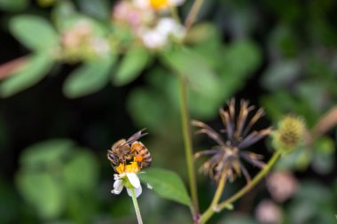 İspanyol İğnesinde Arı Çiçeği