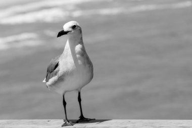 St. Augustine sahilinde serinleyen martılar