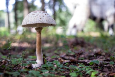 Bahçede mantar yetişiyor.