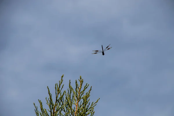 Fliegende Libelle Nahe Einem Baum — Stockfoto