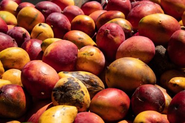 Dominik Cumhuriyeti: t tarafında taze meyve satan bir kamyon