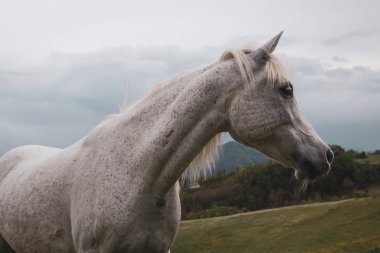 Bir at portresi: güzel, kadın, beyaz veya gri Arap ho