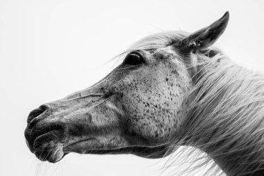 Bir at portresi: güzel, kadın, beyaz veya gri Arap ho