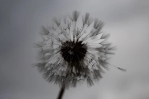 Pissenlit délicat avec des gouttelettes de pluie ; jour sombre, ciel gris, moo — Photo