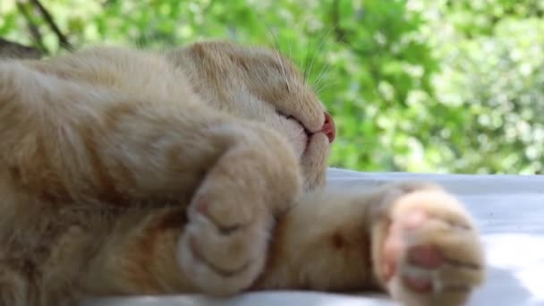 Red country cat sleeping and relaxing — Stock Video