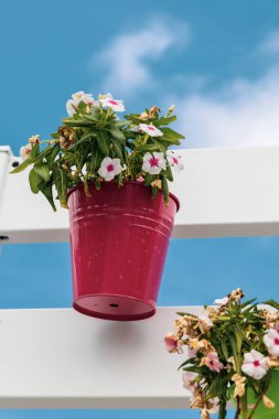 Renkli çiçekler ve vazo dekorasyonu