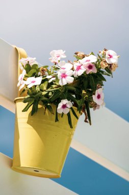 Renkli çiçekler ve vazo dekorasyonu