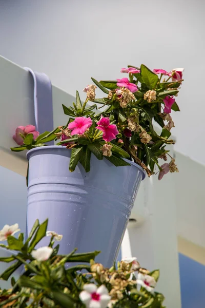 Färgade blommor och vas dekoration — Stockfoto