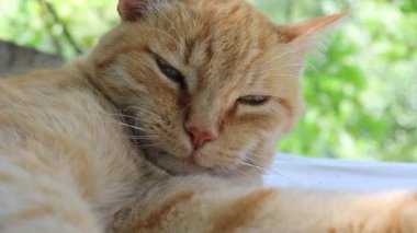 Kırmızı kedi kendini tımar ediyor.