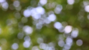 Doğada Bokeh etkisi