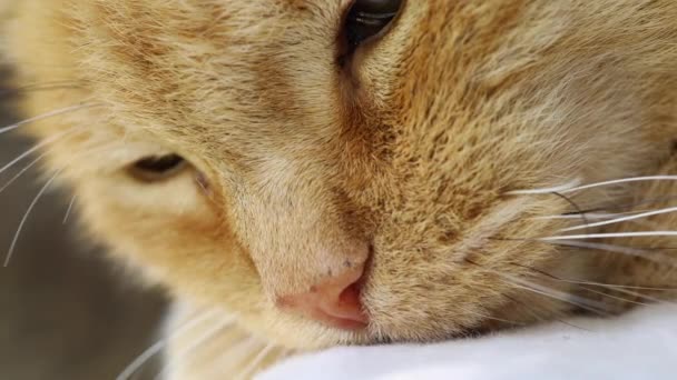 Κόκκινη γάτα χώρα ύπνου και χαλάρωσης — Αρχείο Βίντεο