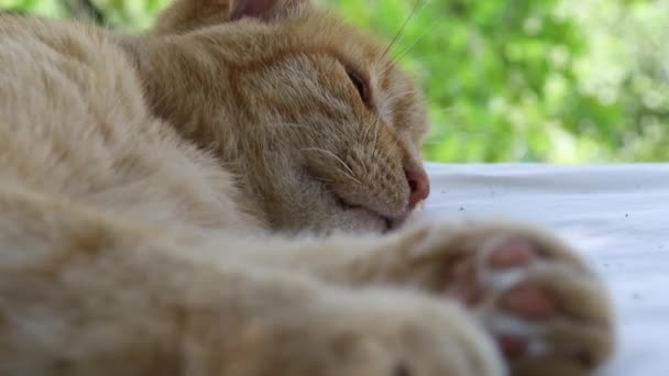 Red country cat sleeping and relaxing — Stock Video