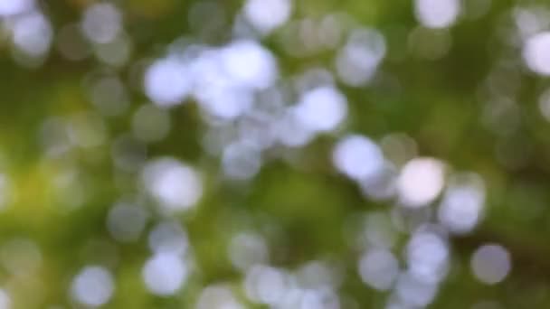 Bokeh-Effekt in der Natur — Stockvideo