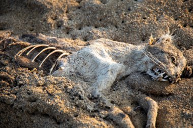 mumyalanmış bir kedi cesedi.