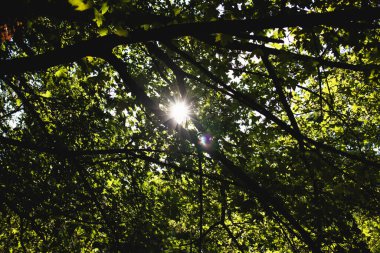 Güneş yıldızı filtrelemesi