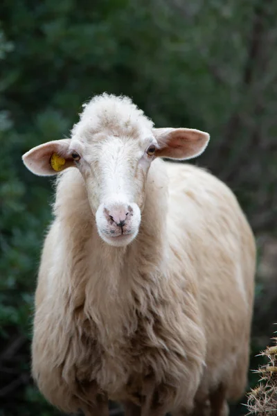 Roliga får porträtt — Stockfoto