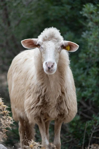 Lustiges Schafsporträt — Stockfoto
