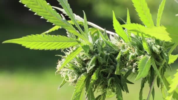 Cannabis växt i vinden — Stockvideo