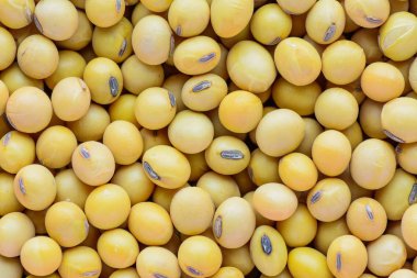 Üstten görünüm makro soya fasulye. Kavram yemek sağlıklı ve beslenme gıda kavramı.