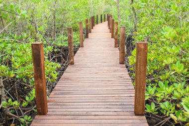 Ahşap yürüyüşüm mangrov orman Milli Park, Tayland.