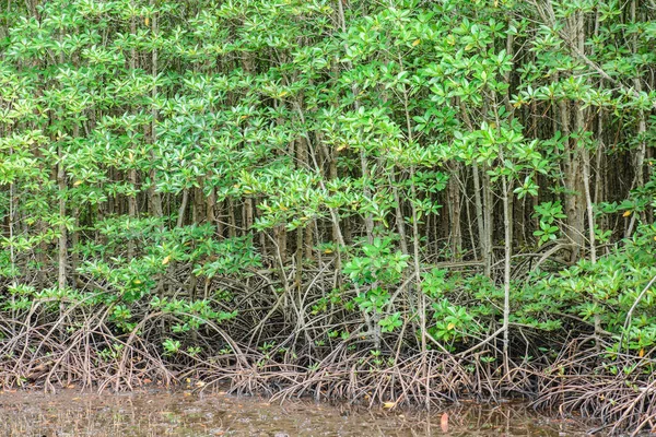 Närbild Mangroveskog National Park Thailand — Stockfoto