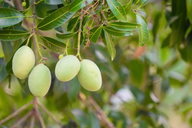 Closeup asılı yeşil marian Erik (maprang), marian alana, marian çiftlik. Seçici odak bulanık arka plan ve kopya alanı ile. Tarım kavramı, tarımsal sanayi kavramı