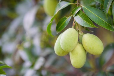 Closeup asılı yeşil marian Erik (maprang), marian alana, marian çiftlik. Seçici odak bulanık arka plan ve kopya alanı ile. Tarım kavramı, tarımsal sanayi kavramı